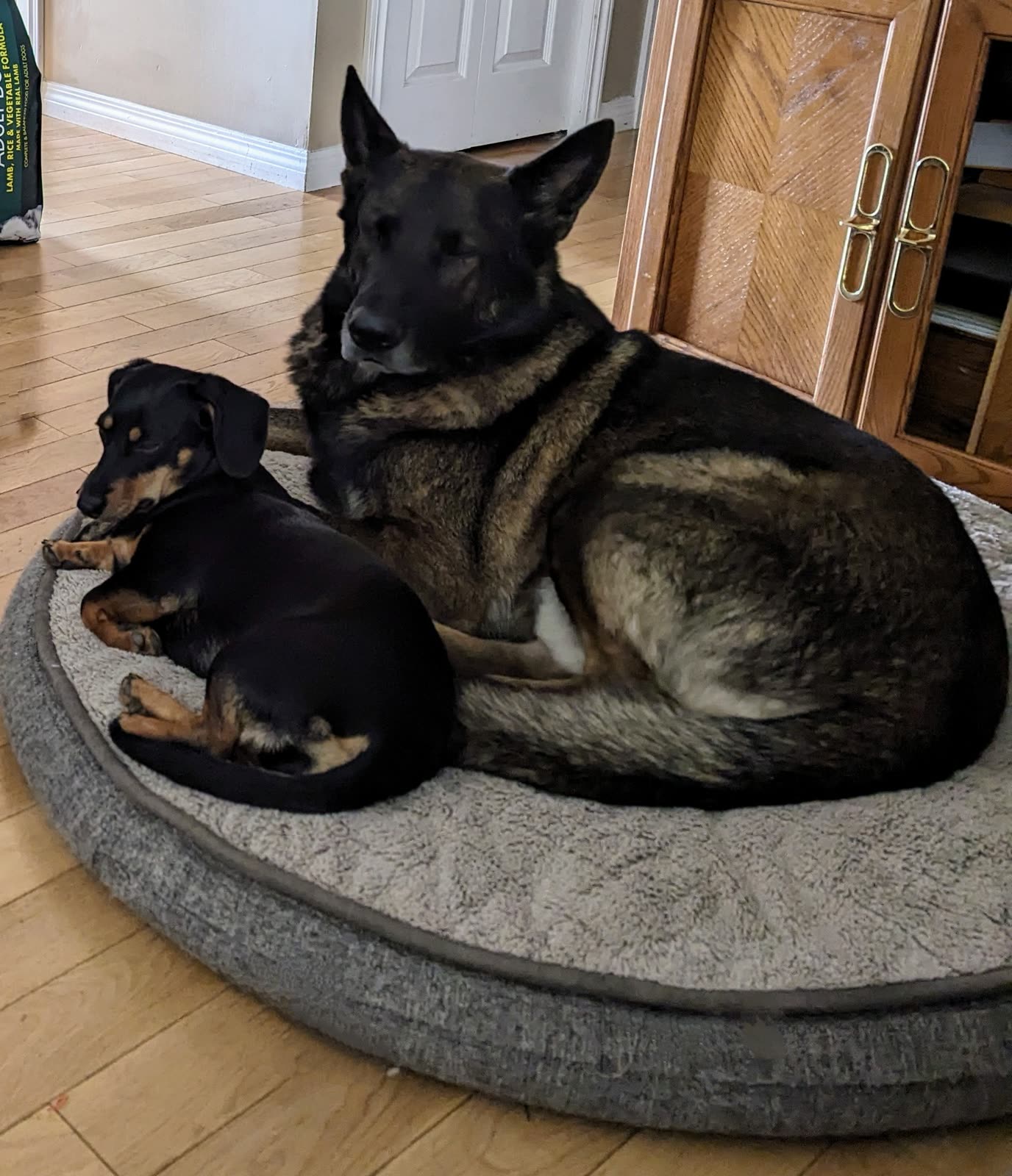 Lola and Steele curled up together on a large dog bed indoors