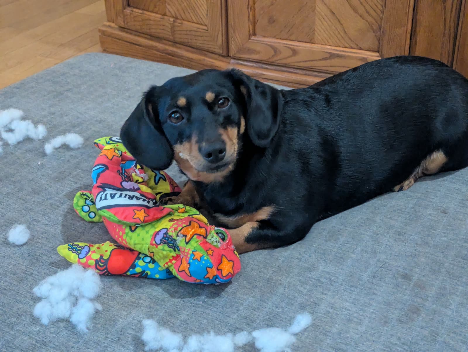 Lola the Dachshund lying on a rug next to a shredded plush toy with stuffing everywhere