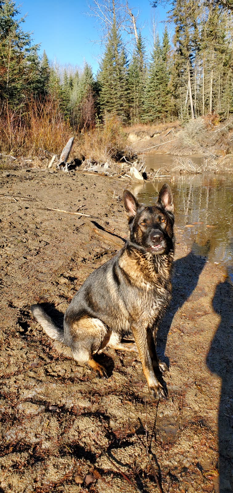 Steele the German Shepherd sitting on a gravel shoreline holding a stick, forest and water behind him
